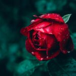 cytat na dziś - "Mówiąc prosto - jesteś przekonany, że to rzeczy lub ludzie czynią Cię nieszczęśliwym, ale to nie jest trafne. To Ty czynisz siebie nieszczęśliwym". Wayne Dyer