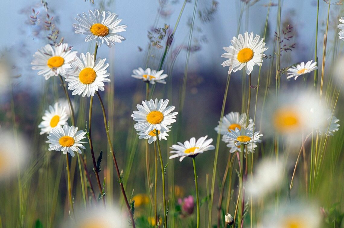 Jednym słowem, bądźcie pokornymi i uprzejmymi