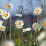 cytat na dziś - "Jednym słowem, bądźcie pokornymi i uprzejmymi dla wszystkich, ale szczególniej dla tych, do których czujecie jakąś odrazę, i nie mówcie, jak to mówią niektórzy: «Niech mnie Bóg zachowa, abym miał nienawiść do tej osoby; ale nie mogę jej widzieć koło siebie i nie chcę mieć z nią nic do czynienia». Taka odraza, bądźcie pewni, pochodzi z pychy i dowodzi, że za pomocą łaski nie zwyciężyliśmy jeszcze naszej pysznej natury i naszej miłości własnej, albowiem, gdybyście się poddali poruszeniom łaski, wkrótce uczulibyście w sobie swe uśmierzone odrazy i znosilibyście z cierpliwością usposobienia ludzi daleko twardszych i mniej okrzesanych". Dom Sans od św. Katarzyny "Złota książeczka o praktyce pokory" XXII