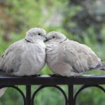 cytat na dziś - "Chrystus nigdy nie rozdziela dusz". św. J. Escriva "Bruzda" 23