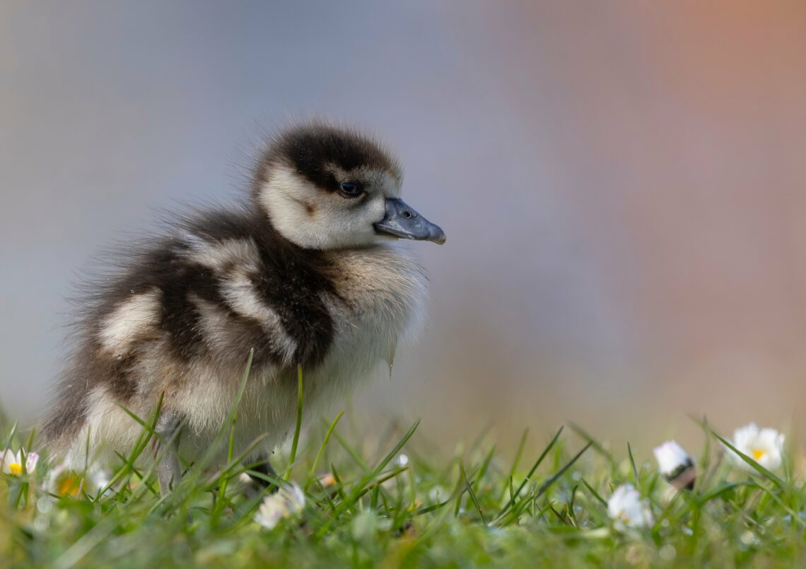 Najważniejsze jest zwycięstwo nad małym