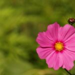 cytat na dziś - "Jeśli wasza światłość, wiedza, nauka, mądrość prowadzi do uczynków dobrych, wówczas pochodzi z miłości. Jeśli jest użyta na mnożenie zła, nie jest ani światłością, ani nauką, ani prawdą, ani miłością". bł. S. Wyszyński