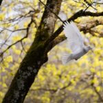 cytat na dziś - "Pokój światowy zaczyna się od pokoju naszego serca". bł. S. Wyszyński