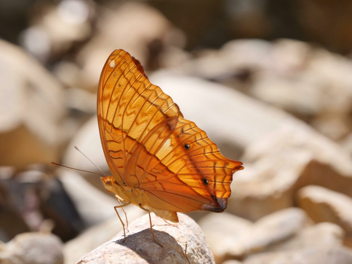 To jest sekret życia w Karmelu