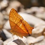 cytat na dziś - "To jest sekret życia w Karmelu. Życie karmelitanki jest zjednoczeniem z Bogiem od rana do wieczora i od wieczora do rana". św. Elżbieta od Trójcy Świętej "W rytmie miłości i łaski. Myśli na każdy dzień"