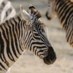cytat na dziś - "Należy tu zauważyć, że spośród wielu podstępów, jakich szatan używa, by zwieść ludzi duchowych, ten bywa najczęstszy, że nie kusi wprost do złego, ale usiłuje wprowadzić ich w błąd pozorem dobra, ponieważ wie, że za jawnym złem nie pójdą tak łatwo. Dlatego trzeba ci się zawsze obawiać, nawet w rzeczach, które wydają ci się dobre, zwłaszcza gdy nie wypływają z posłuszeństwa". św. Jan od Krzyża "Przestrogi" 10
