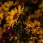 Chrystus. Tak jest synu! cytat na dziś - "Chrystus. Tak jest synu! Nie chcę, żebyś takiego szukał spokoju, w którym by nie było pokus albo byś nie doświadczał przeciwności. Bądź jednak przekonany, że nawet wtedy znajdziesz spokój, gdy cię doświadczać będą różne utrapienia i wypróbowywać liczne przeciwności. Jeśli powiesz, że nie możesz wiele cierpieć, jakże w przyszłości zniesiesz katusze czyśćca? Z dwojga złego należy wybierać zawsze zło mniejsze. Żebyś więc mógł uniknąć przyszłych kar wiecznych, staraj się dla Boga z równowagą umysłu znosić zło doczesne". Tomasz a Kempis "O naśladowaniu Chrystusa" III 12.2