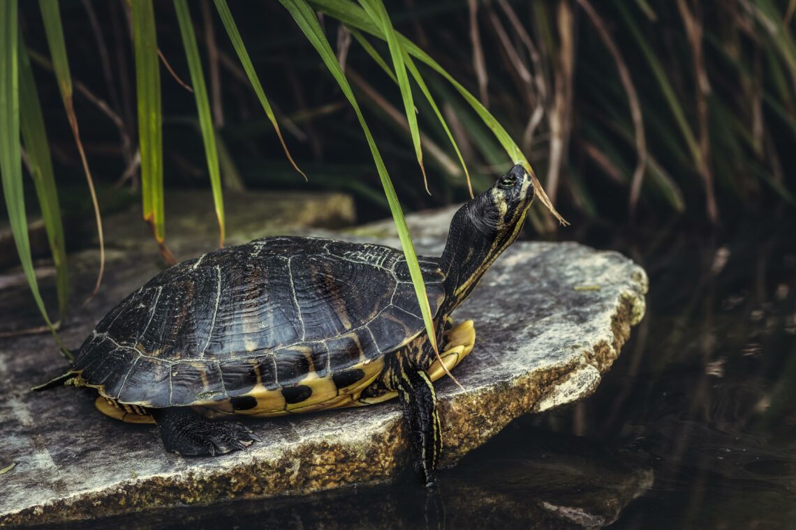 A więc kontynuuj tę wewnętrzną walkę