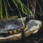 cytat na dziś - "- A więc kontynuuj tę wewnętrzną walkę, chociażbyś podążał żółwim krokiem. Naprzód! - Dobrze wiesz, mój synu, dokąd możesz zajść, gdy nie będziesz walczył: przepaść woła inne przepaście". św. J. Escriva "Bruzda" 173