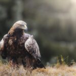 cytat na dziś - "W apostolstwie bądź posłuszny, nie zwracając uwagi na ludzkie cechy tego, kto wydaje polecenie, ani na sposób, w jaki polecenie wydaje. Inaczej nie będzie to cnota". św. J. Escriva "Bruzda" 373