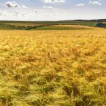cytat na dziś - "Wszystkie grzechy są do siebie podobne, jest tylko jeden grzech. Nie mówię do pani językiem niejasnym! Te prawdy są zrozumiałe dla najmizerniejszego chrześcijanina, byle tylko zechciał przyjąć je od nas. Świat grzechu staje naprzeciw świata łaski, jak nadbrzeżny pejzaż staje naprzeciw swego odbicia w wodzie ciemnej i głębokiej. Jest obcowanie świętych, ale jest również obcowanie grzeszników. W nienawiści, którą grzesznicy odczuwają jeden dla drugiego, w pogardzie, jednoczą się, obejmują, skupiają, mieszają ze sobą i pewnego dnia w oczach Przedwiecznego będą już tylko tym jeziorem błota, zawsze grząskiego, po którym przewala się daremnie przypływ i odpływ Boskiej miłości, morze płomieni żywych i huczących, które zapłodniło chaos. Kim pani jest, żeby sądzić winę bliźniego? Kto wydaje sąd o winie, stanowi z nią jedność, poślubia ją. Pani myśli, że jest daleka od tej kobiety, której pani nienawidzi, a tymczasem pani nienawiść i jej wina są to jakby dwie odrośle tego samego pnia. Co znaczą wasze kłótnie, gesty, krzyki? Nie więcej niż ten wiatr, co wieje. Śmierć tak czy owak doprowadzi was niebawem do bezruchu, do milczenia. Cóż znaczy, że teraz jesteście złączeni złem, schwytani wszyscy troje w sidła tego samego grzechu - jedno grzeszne ciało - towarzysze - tak, towarzysze! - towarzysze na wieczność". G. Bernanos "Pamiętnik wiejskiego proboszcza"
